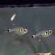 Head and Tail Light Tetra (Hemigrammus ocellifer)
