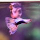 Half-black Bi-colour Guppy - Male