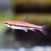 Golden Pencilfish Red (Nannostomus beckfordi)