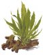 Microsorum pteropus (Java Fern)
