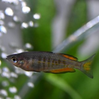 Parkinson\'s Rainbowfish (Melanoteania parkinsoni)