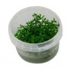 Rotala sp. 'Ceylon' - tissue culture