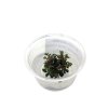 Bucephalandra kedagant mini round Mini Cup - tissue culture