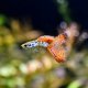 Red Medusa Guppy - Male