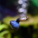 Blue Guppy - Male