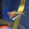 Marbled Hatchetfish (Carnegiella strigata)