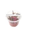 ADA Alternanthera reineckii Mini - tissue culture