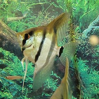 Red Back Amapa Angelfish