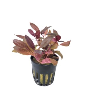 Alternanthera reineckii \'Mini\' - potted