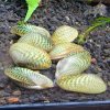 Thai Freshwater Mussel (Scabies crispata)