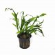 Microsorum pteropus 'Phoenix Tail' - potted