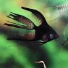 Double Black Angelfish Superveil