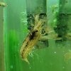 Bamboo Shrimp (Atyopsis moluccensis)