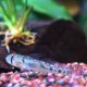 Sharptail Goby (Oligolepis acutipennis)
