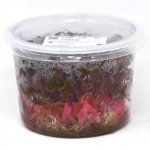 In Vitro Cups Large