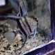Zebra Angelfish Large