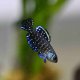 Blackfin Pearl Killifish (Austrolebias nigripinnis)
