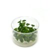 Hydrocotyle sibthorpioides - tissue culture