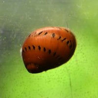 Spotted Nerite Snail