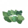 Mulberry Leaves - 10 Pack