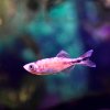 Malabar Danio Orange (Danio malabaricus)