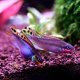 Nigerian Red Krib (Pelvicachromis taeniatus Nigerian Red)