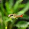 Yellow Phantom Tetra (Hyphessobrycon roseus)