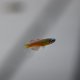 Red Neon Blue-Eye Rainbowfish (Pseudomugil luminatus)