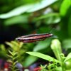 Purple Pencilfish - Nannostomus rubrocaudatus Peru red II