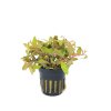 Nesaea pedicellata 'Golden' - potted