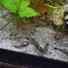 Schultze's Cory (Corydoras schultzei)