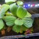 Dwarf Water Lettuce (Pistia stratioes) - portion