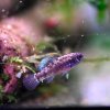 Pygmy Sunfish (Elassoma evergladei) - Trio
