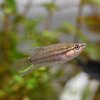 Croaking Gourami (Trichopsis vittatus)