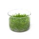 Hemianthus callitrichoides \'Cuba\' - tissue culture