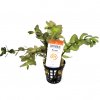 Bacopa amplexicaulis - potted