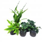 Low Light Plants