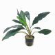 Homalomena sp. Broad Cuneate (Red Stem) - potted