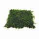 Vesicularia dubyana 'Christmas Moss' - mesh