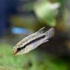 Ocellated Kribensis (Pelvicachromis subocelatus matadi)