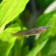 Celebes Halfbeak (Nomorhamphus liemi)
