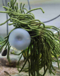 Spawning Mop with a Suction Cup