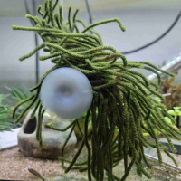 Spawning Mop with a Suction Cup