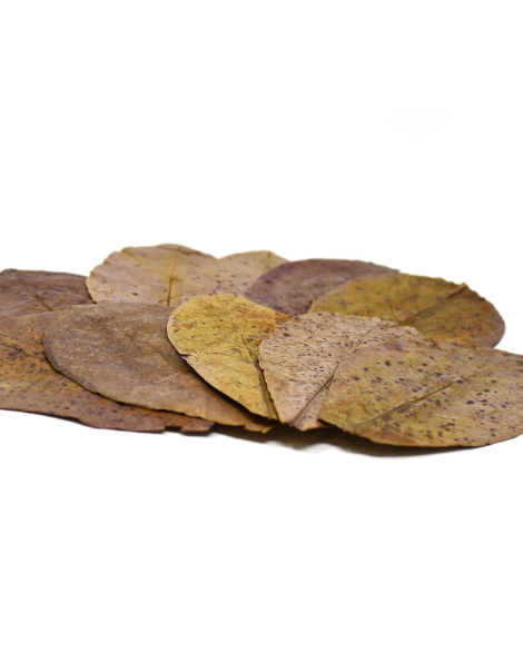 Indian Almond Leaves - pack of 10 A Grade Leaves