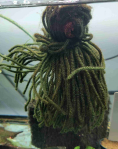 Floating Spawning Mop