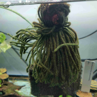 Floating Spawning Mop