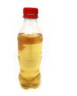 Vinegar Eel culture
