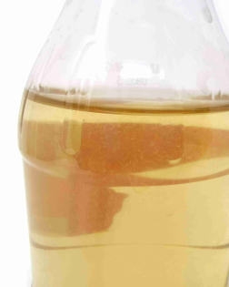 Vinegar Eel culture