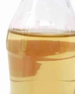 Vinegar Eel culture
