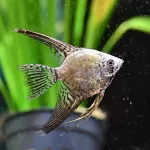 Angelfish